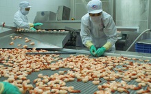 Thủy sản Minh Phú bất ngờ đề xuất chia cổ tức 50% cho 6 tháng 2014