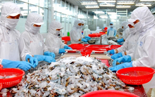 Ngành tôm Việt Nam: Tư duy chuỗi đầu tư