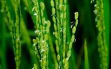 Sau khi trở thành cổ đông chiến lược, FIT gom thêm 2,8 triệu cổ phiếu TSC từ 7 cá nhân