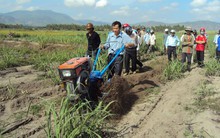Cơ giới hóa giảm 20% chi phí sản xuất mía