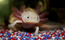 Động vật thủy sinh độc, siêu đắt đỏ của dân chơi Việt