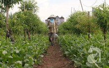 Đột nhập vựa rau sạch nhất Hà Nội