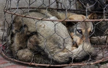 Thịt chó - từ lò giết mổ đến quán nhậu