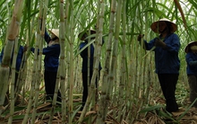 Đường Ninh Hòa muốn thoái toàn bộ vốn khỏi Mía đường 333