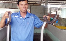 'Vua' rắn mối miền Tây làm giàu với rắn hổ hành 