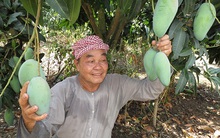 Lên núi làm giàu