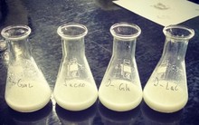 Đã điều chế thành công Sữa bò nhân tạo