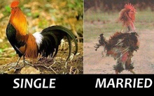 [Café tuần mới] Bạn đã kết hôn chưa?