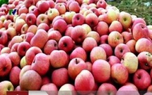 58% lượng táo nhập khẩu ở Việt Nam là từ Trung Quốc