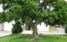 Cây nguyệt quế số 1 Việt Nam giá hơn 10 tỷ đồng