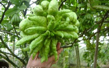 Đột nhập vườn Phật thủ 'nghìn tay' giá bạc triệu ở Hà Nội