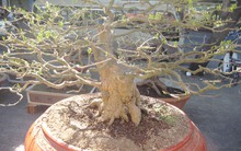 Chậu mai cảnh giá 1,5 tỷ đồng