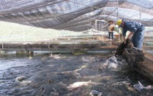 Người nuôi cá tầm cầu cứu