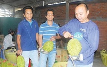Thương nhân nước ngoài cho hóa chất lạ vào sầu riêng xuất khẩu