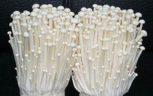 Cách nhận biết nấm Trung Quốc