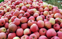 Yêu cầu Trung Quốc trả lời gần 300 tấn hoa quả nhiễm độc tuồn sang Việt Nam