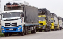 “Cò” giấy phép lái xe ngang nhiên hoạt động