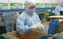 Xuất khẩu lao động sang Nhật Bản: Cẩn thận “chiêu” lừa mới