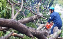 Bảo hiểm cho cây xanh - Liệu có khả thi?