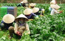 Lãi tiền tỷ từ trồng cải bó xôi