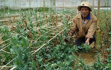 “Hoa tặc” hoành hành đất cao nguyên