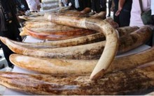 Phát hiện một tấn ngà voi nhập lậu qua đường biển 