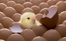 Bất ngờ những cổ phiếu tăng 40% trong một phiên