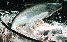 AnViFish lãi chưa đầy 3 tỷ đồng quý 4, giảm mạnh hơn 80% so với cùng kỳ