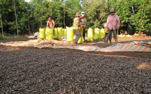 Họp HĐND các tỉnh Đông Nam bộ