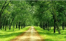 Cổ phiếu caosu: Cổ tức cao, triển vọng thấp