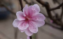 Lãnh đạo nhiều doanh nghiệp tự tin với năm Giáp Ngọ