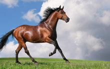 CEO VFM: Nên để ngựa chạy đường dài!