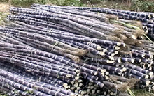 Đường Ninh Hòa lên kế hoạch sáp nhập vào Đường Biên Hòa