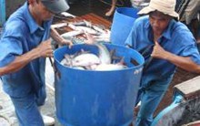 Cá nhân vỡ nợ, hợp tác xã "trắng" ao