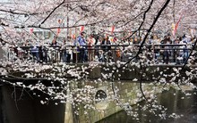 Tưng bừng lễ hội tháng 12 tại xứ sở hoa anh đào