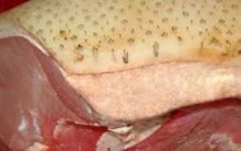 Chuyện 2013: Sườn bò bột mì, khô mực cao su, lợn sề thành lợn mán