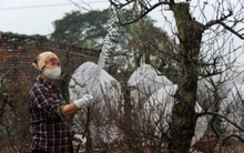 Thời tiết thất thường đẩy giá đào lên cao