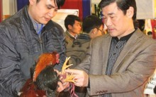 Gà 8 cựa 'tiến vua', cá Anh Vũ bạc triệu đắt như... tôm tươi