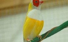 Nếu thấy những dấu hiệu này, bạn được xem là đã gặp 'điềm may'