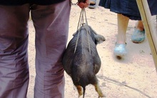 Nhộn nhịp chợ phiên vùng cao ngày giáp Tết