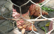 500.000 đồng một chiếc chân gà ở quán nhậu Hà Nội