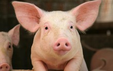 Bất chấp bão tố thị trường, cổ phiếu Dabaco (DBC) vẫn ngược dòng bứt phá nhờ sự hồi sinh của giá lợn