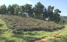 Người Hà Nội đua về các huyện mua đất vùng ven làm nhà vườn