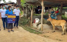 Tiêm vắc-xin Covid-19 được tặng gà, bò và căn hộ