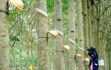 Tập đoàn Cao su (GVR) đặt mục tiêu LNST năm 2021 gần 4.600 tỷ, chia cổ tức 6% bằng tiền mặt