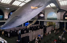 Những địa điểm tiêm vaccine COVID-19 độc lạ trên toàn thế giới