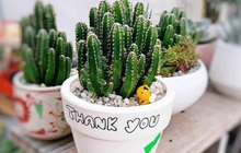 4 loại cây phong thủy giúp gia chủ xua đuổi vận đen, đón may mắn trong tháng cô hồn