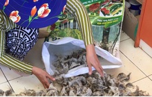 Người nuôi chim yến thiệt hại do Covid-19