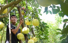 Bưởi đặc sản Phúc Trạch khó đầu ra, dân thấp thỏm lo bão đổ bộ