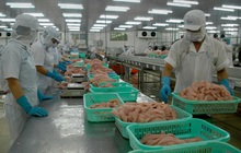 Ngành cá tra đối diện nguy cơ thiếu nguyên liệu kéo dài